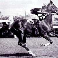 Black and white image of a racing horse
