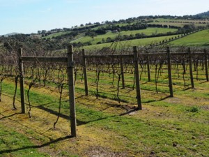 feature-viticulture