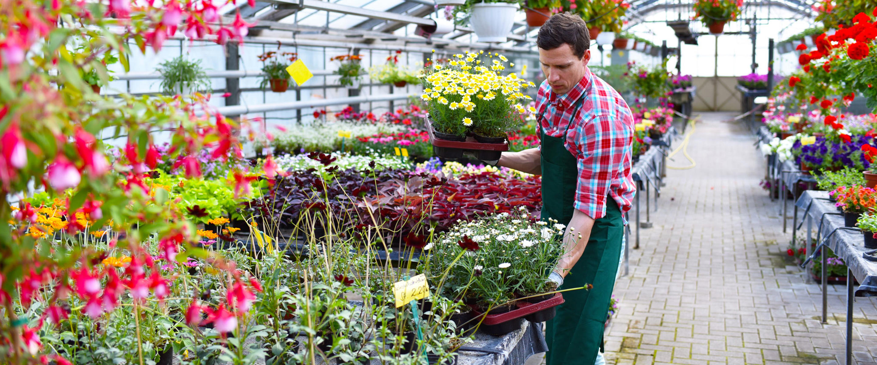 A person placing a tray of flowers down inside of a greenhouse full of other plants and flowers