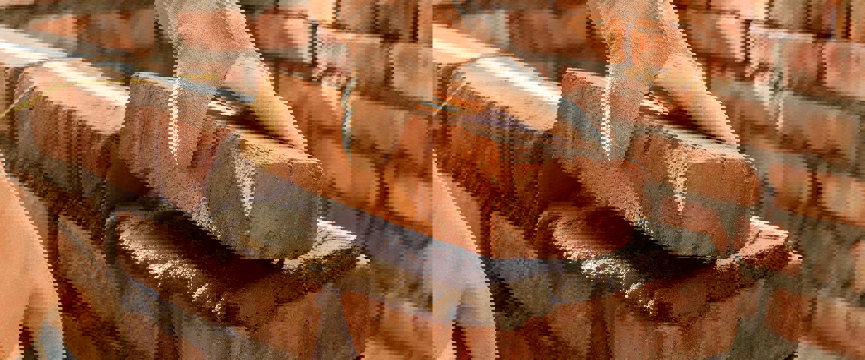 Bricklayer Auckland