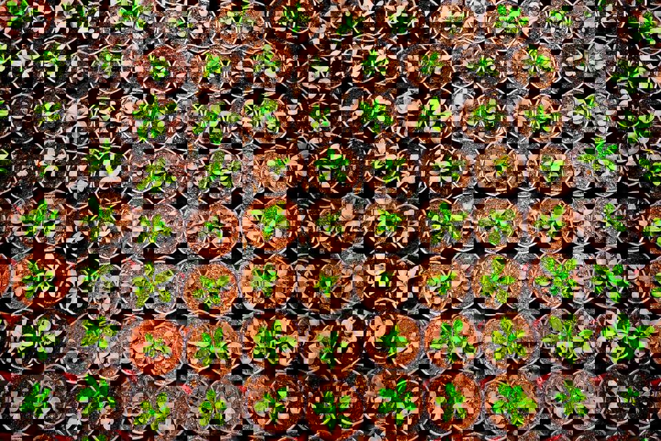Horticulture Courses Melbourne Melbourne Polytechnic Horticulture Courses Melbourne Melbourne Polytechnic