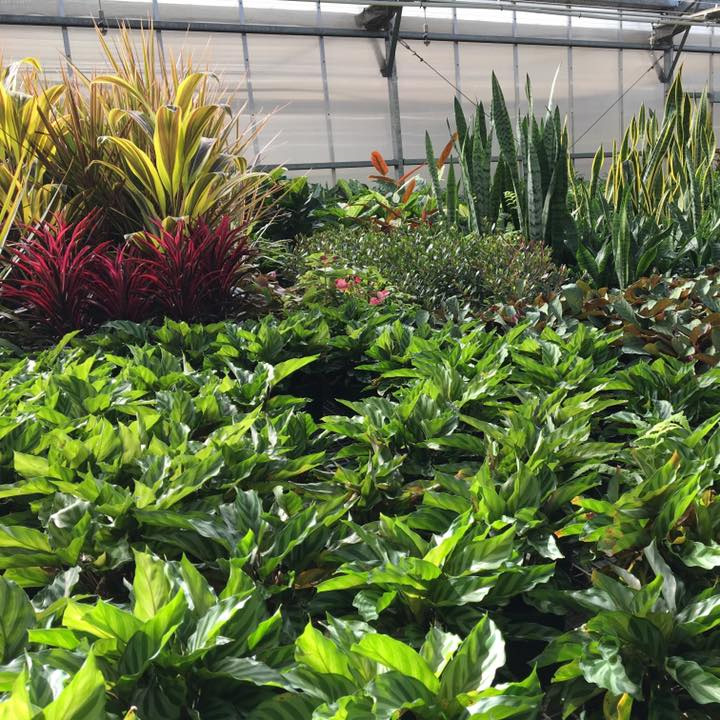 Plant Sales At Yarra Edge Nursery