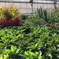 Thriving plants inside Melbourne Polytechnic's Yarra Edge Nursery