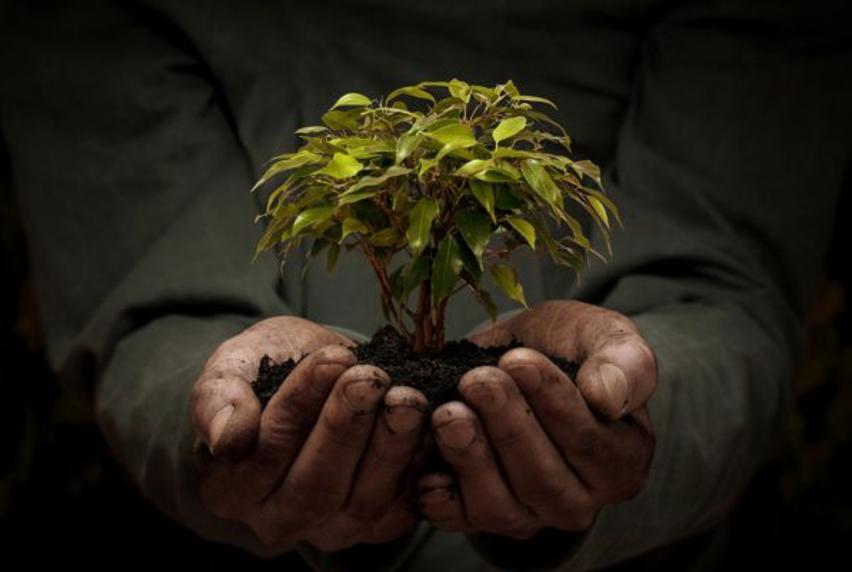 Image of man holding a plant