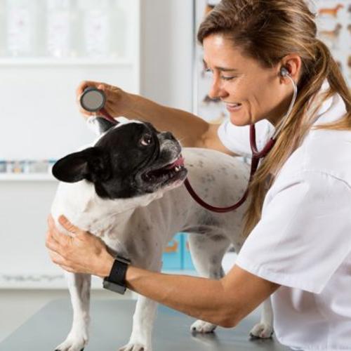 A vet caring for a dog 
