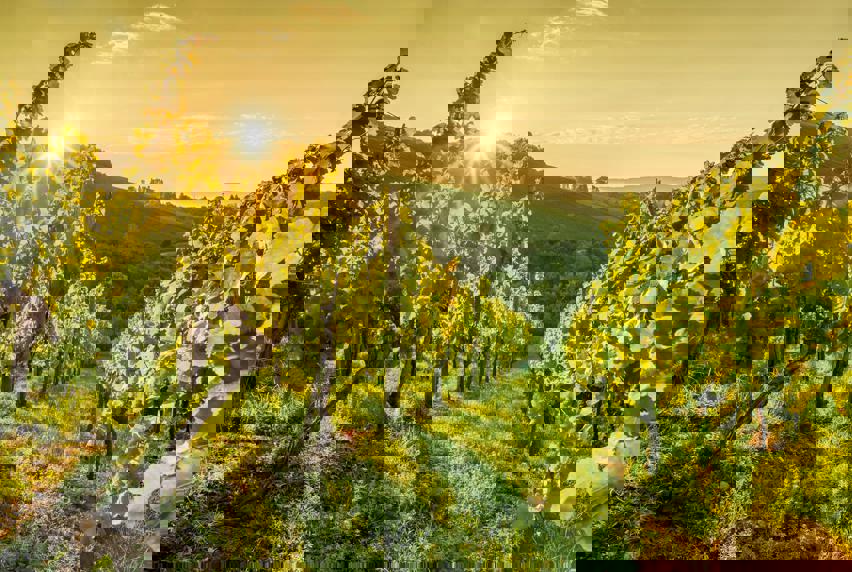 A vineyard with long rows of growing vines