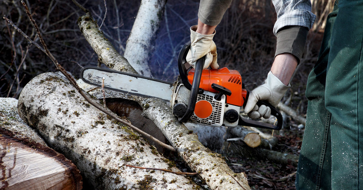Chainsaw Operator Course Melbourne Polytechnic Melbourne Polytechnic