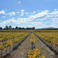 Image of vineyards at Yan Yean