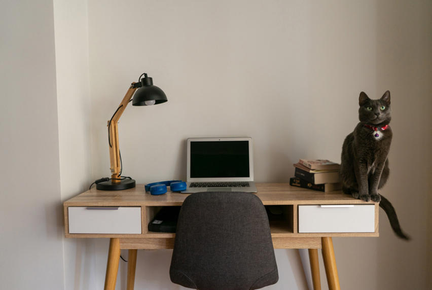 Neat desk including a laptop, lamp, headphones, books, and a cat. 