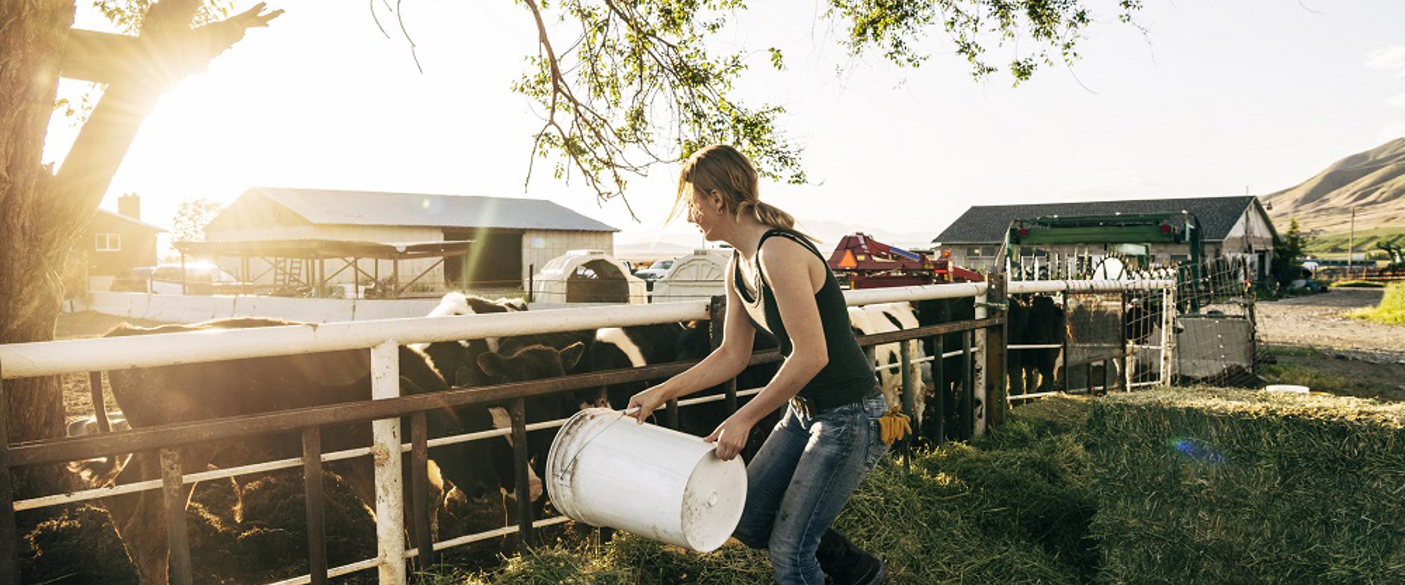 Woman feeding cattle with bucket