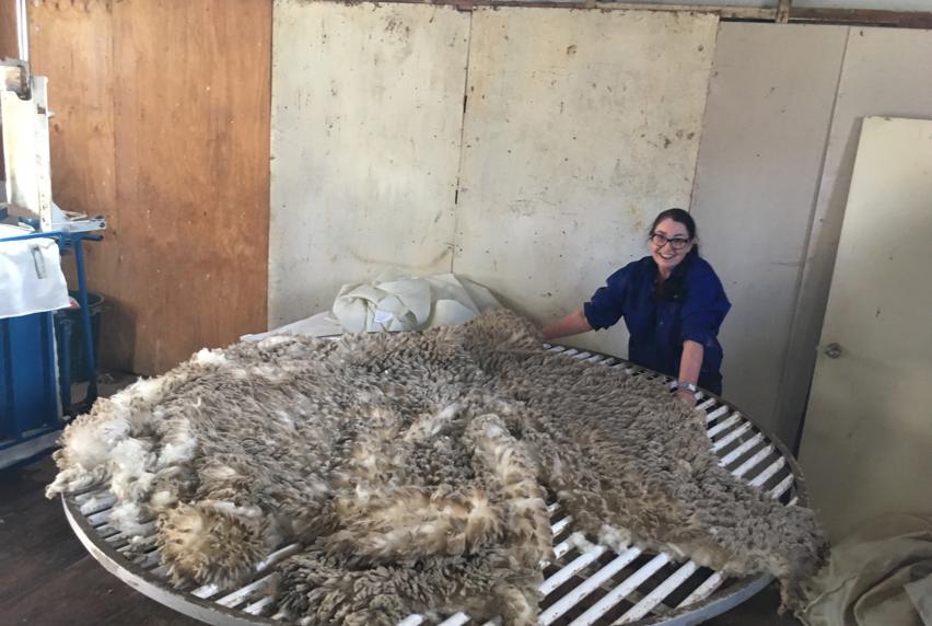 Large sheets of sheep fleece