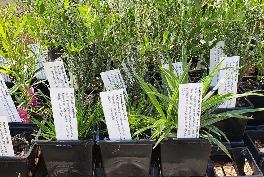 Multiple plants with descriptions attached at Yarra Edge Nursery