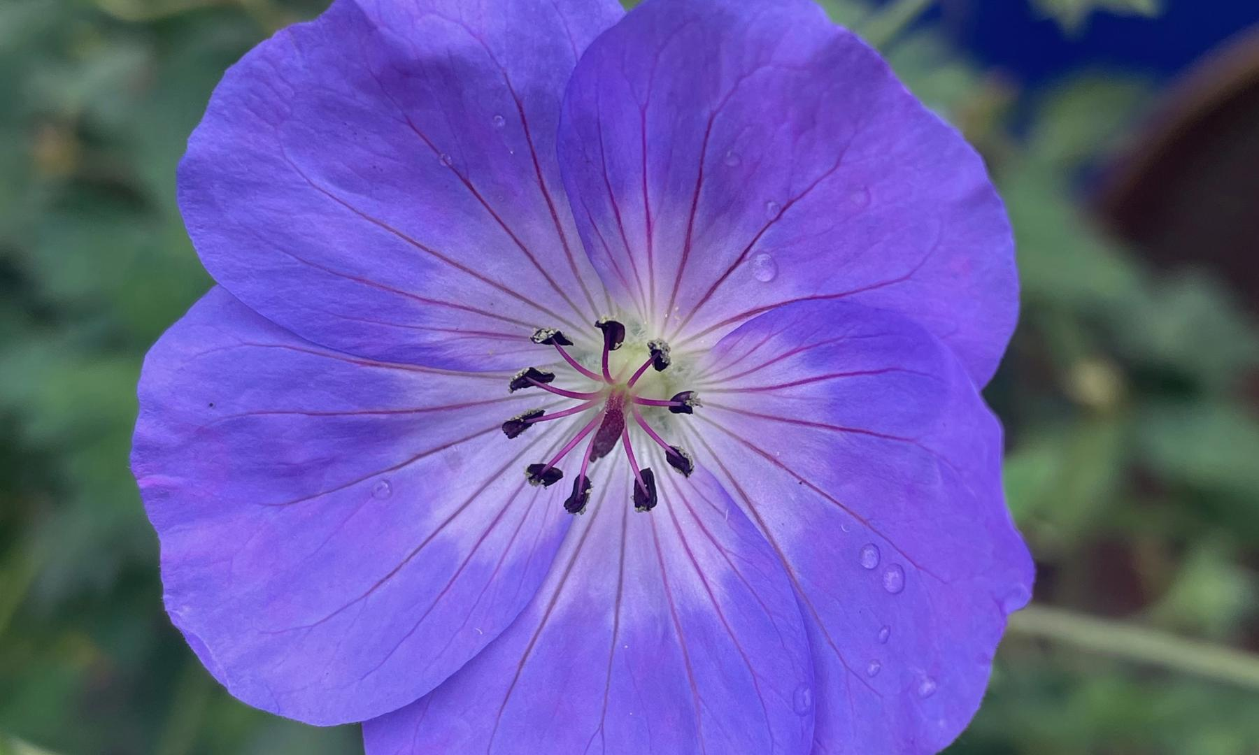 Geranium Wallichianum purple flower
