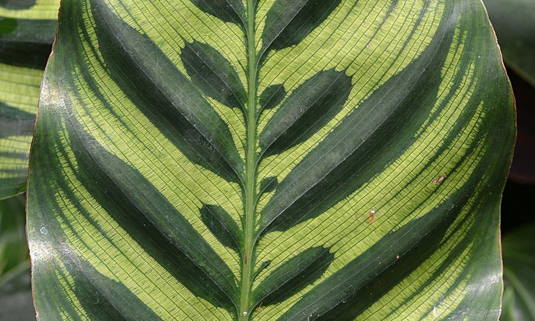 Calathea Makoyana Leaf 