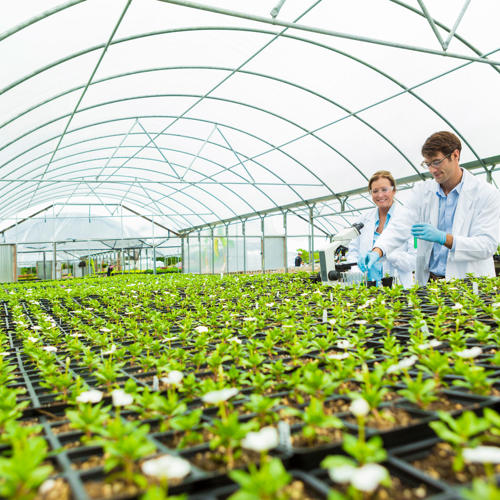 Two people wearing coats and gloves undertaking tests on plants in a greenhouse